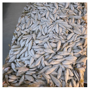 ปลาแช่แข็งสำหรับเหยื่อตกปลาทูน่าและอาหารสัตว์น้ำ โปรตีนสูง ผลิตภัณฑ์อาหารทะเลขายส่ง - Product Image 2