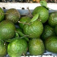 Verse Sappige Zoete Groene Sinaasappelen Van Vietnam Premium Kwaliteit Citrusvruchten Voor Export Internationale Markt Klaar