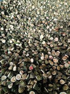 Organic Fried Sliced Dried Wild Bitter Melon | Bitter Gourd & Karela Fruit | Natural Bitter Gourd <b>Tea</b> | Vietnam - Product Image 6