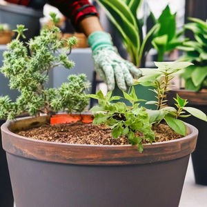 Engrais organique en poudre de fumier de vache séché de haute qualité - Product Image 1