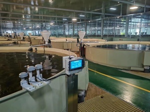 Hệ thống nuôi trồng thủy sản tuần hoàn RAS thiết bị nuôi tôm càng xanh trong thiết kế hệ thống nuôi cá chất lượng cao - Product Image 6