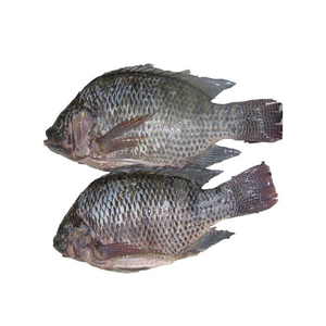 Mejor Precio de Pescado Tilapia Congelado Disponible para Suministro al por Mayor y Entrega Rápida - Product Image 4