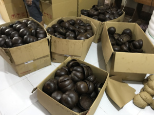 Fast Manufacturing Original <b>Coconut</b> <b>Shell</b> Bowl Half <b>Shell</b> For Parties Or Catering Wholesale Price from Vietnam - Product Image 4