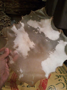 Peaux de tambour en poils de chèvre et de vache, accessoires pour instruments de musique - Product Image 5