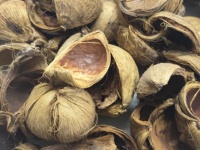 Tokra Impex Pot-pourri en vrac de haute qualité, écologique, à base de coques de noix de bétel naturelles séchées, d'origine indienne, pour décoration