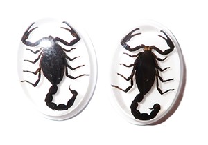 Scorpion noir, spécimen réel, cabochon en plastique ovale 31x41 mm sur fond plat blanc pour l'artisanat et la fabrication de bijoux - Product Image 3