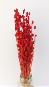 Flores Secas de Albahaca Naturales, Arreglo Floral Seco, Ramo de Flores, Flor Seca de Tailandia - Product Image 2