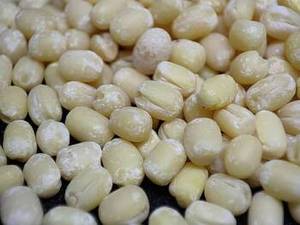 ถั่วอูราดอินเดีย ฤดูกาลใหม่ 100% บริสุทธิ์ เกรดสูง พร้อมอายุการเก็บรักษา 24 เดือน สำหรับตลาดจัดจำหน่ายส่งทั่วโลก - Product Image 1