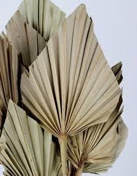 Feuilles de palmier séchées, frondes de palmier séchées, feuilles de palmier séchées naturelles, feuilles de palmier préservées, lances de palmier séchées, feuilles de palmier séchées au soleil - Product Image 2