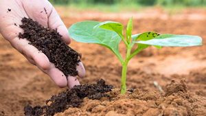 Bhumi Gold - Polvo de Vermicompost de Estiércol de Vaca Orgánico, 100% Puro, Fertilizante de Liberación Rápida, Almacenamiento en Seco, Uttar Pradesh, 24 Meses - Product Image 4
