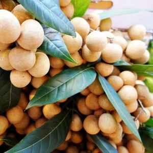 ลำไยแห้งเนื้อทองจากแม่น้ำเมกง ขนมขบเคี้ยวพลังงานจากทรอปิคอล - Product Image 1