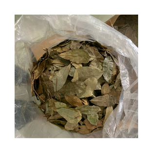 High Purity Dried Graviola Leaves for <b>Tea</b> Wholesale Soursop Leaves Bulk Export Supplier Vietnam Origin Factory Price - Product Image 5