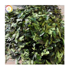 Hojas de guanábana secas seleccionadas a mano para bolsitas de té e infusiones saludables, productos premium, proveedor de Vietnam - Product Image 1