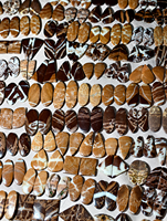 Vente en gros de paires assorties de cabochons en jaspe Noreena |   Paire de designers |   Cabochons pour boucles d'oreilles faits à la main |   Crème brune personnalisée en vrac