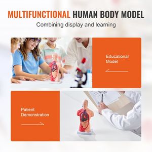 Modello di anatomia del busto umano da 11 pollici Modello di corpo umano educativo in 15 parti rimovibili per la scuola di apprendimento scientifico - Product Image 6
