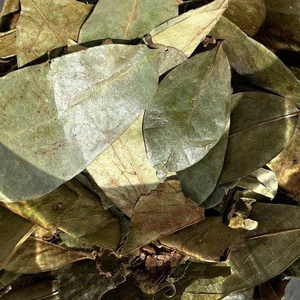 Premium Soursop Leaves Wholesale Natural Dried Herbal <b>Tea</b> Bulk Supplier OEM Private Label Custom Brand Packaging - Product Image 6