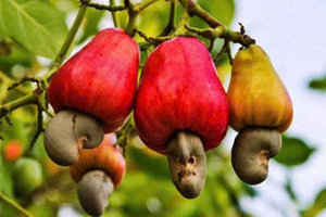 เม็ดมะม่วงหิมพานต์แบบไม่ผ่านการสังเคราะห์แบบไม่ใช้สารเคมีในเวียดนามสีขาวมีคุณภาพระดับพรีเมียม - Product Image 4