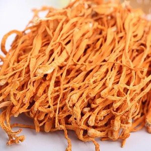 Cordyceps militaris lyophilisé de haute qualité pour les marques de compléments alimentaires, prêt pour l'OEM et l'ODM - Product Image 1