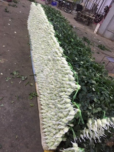 ดอกกุหลาบพรีเมียมสด กลิ่นหอมธรรมชาติ ตกแต่งอย่างสวยงาม เหมาะสำหรับโอกาสพิเศษ สมบูรณ์แบบสำหรับงานแต่งงาน งานอีเว้นท์ และตกแต่งบ้าน - Product Image 2