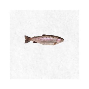 Truite fraîche à prix avantageux, sélection de poissons de qualité supérieure, prête pour la vente en gros et en vrac - Product Image 5