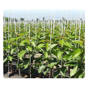 2mm 3mm 4mm <b>Plastic</b> Stakes Plant Climb Support Fiberglass <b>Rods</b> for Tree Tomato Grape - Product Image 2