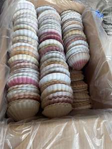 Coquilles de palourde naturelles nettoyées du Vietnam, couleurs variées, tailles mélangées, pour artisanat DIY, décoration murale, centres de table de mariage et bijoux. - Product Image 2