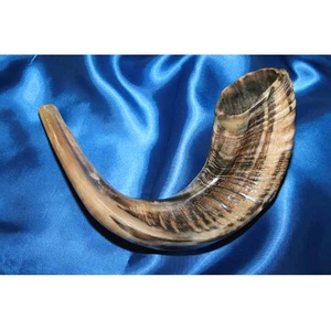 Shofar Traditionnel Juif en Corne de Bœuf, Finition Lisse et Brillante, Corne Musicale pour Prières Synagogiques, Entreprise Exportatrice en Gros - Product Image 2