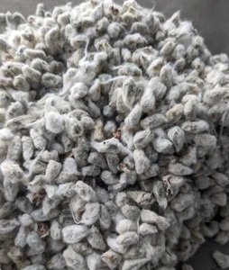 Semillas de Algodón Orgánico Premium - Product Image 3