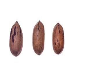 Noix de Pili fraîches pour le marché africain - Product Image 1