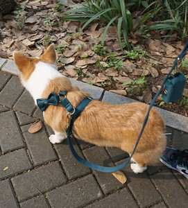 ถุงใส่อุจจาระสุนัขกำมะหยี่เนื้อนุ่มเป็นมิตรกับสิ่งแวดล้อมและตกแต่งด้วยถุงใส่อุจจาระสุนัขสีสันสดใสสไตล์เรียบง่าย - Product Image 5