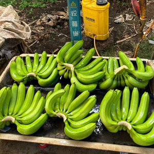 Plátano Cavendish Fresco – Calidad Premium de Exportación de Vietnam - Product Image 1