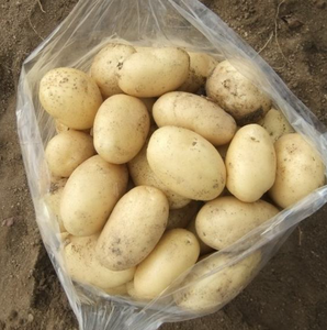 Farm <b>Fresh</b> Potatoes Vinyl Decal Root <b>Vegetables</b> Local Harvest Nutritious - Product Image 1