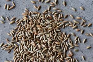 Grano de Centeno Premium a Granel, Semillas de Centeno Secas de Alta Calidad para Molienda, Alimento para Animales, Grado Alimenticio, Calidad de Exportación, Marrón, 50 KG, PP - Product Image 4
