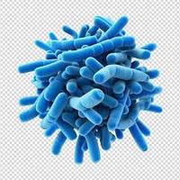 Probiotiques Lactobacillus Johnsonii en poudre blanche de la marque IGC, 5 à 100 milliards d'UFC/g, origine Maharashtra