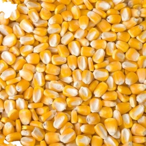 Maíz Amarillo en Venta al Por Mayor a Precio de Fábrica, Maíz Amarillo para Consumo Humano, Maíz Amarillo No Transgénico, Maíz Amarillo para Alimentación Animal, Palomitas de Maíz - Product Image 4