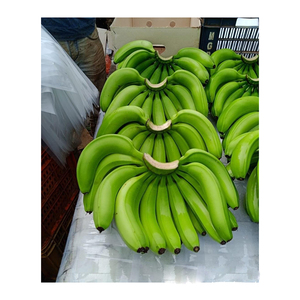 Bananes Cavendish vertes fraîches de qualité export, disponibles pour les achats en gros - Product Image 1