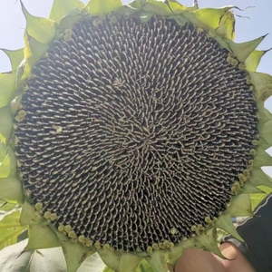 Graines de <span class=keywords><strong>tournesol</strong></span> à taux de germination élevé pour la plantation, graines de <span class=keywords><strong>tournesol</strong></span> géantes brutes en vrac, culture agricole, non-OGM - Product Image 3