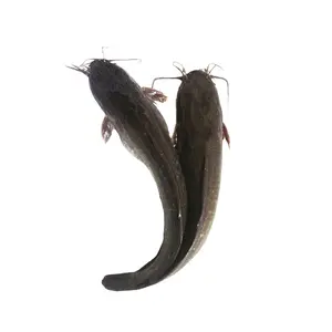 catfish size, catfish size Suppliers and Manufacturers at