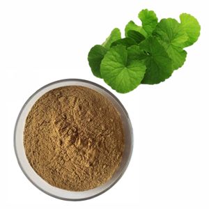 ผงใบบราห์มี OEM ODM 100% สำหรับการเจริญเติบโตของเส้นผม 100% จากธรรมชาติ ไม่มีสารกันบูด ช่วยลดการหลุดร่วงของเส้นผมและกระตุ้นการเจริญเติบโตของเส้นผม - Product Image 3