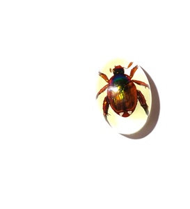 Cabochon ovale en plastique de 12x18 mm avec spécimen réel de coléoptère Golden Cockchafer, fond plat, effet lumineux, pour artisanat et fabrication de bijoux - Product Image 5