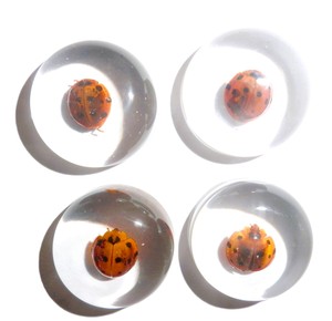Cabochon en plastique rond de 25x25 mm avec spécimen réel de coccinelle, fond plat transparent, pour artisanat et fabrication de bijoux - Product Image 4