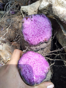 Racine d'Ube Congelée, Tubercule d'Igname Violette, Naturelle, en Cubes, Tranches, Râpée, Purée, Texture Douce, Texture Crémeuse, Couleur Riche, Goût Sucré, 500g par sac - Product Image 6