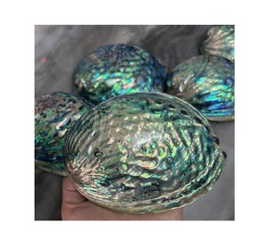 เปลือกหอยเป๋าฮื้อธรรมชาติ วัสดุตกแต่งรักษ์โลก สีรุ้งขัดเงาจากเวียดนาม สำหรับงาน DIY งานฝีมือ เครื่องประดับ และของตกแต่งบ้าน - Product Image 1