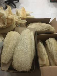 Éponge naturelle en loofah pour votre salle de bain et votre cuisine, provenant de loofah naturel du Vietnam, à prix avantageux en gros, 2025 - Product Image 4