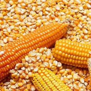 Most Demanded Natural Maize <b>Corn</b> Sun Dried Yellow <b>Corn</b> for <b>Snacks</b> <b>Corn</b> Flour Sweet Taste Bag Adults Available for Wholesale - Product Image 5