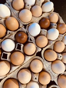 Proveedor de Huevos Frescos de Gallina de Granja Ricos en Proteínas - Product Image 2