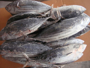 Thon Entier Congelé IQF, Emballage Naturel, Pêche Saisonnale, Riche en Protéines, Qualité Culinaire, Export Vietnam - Product Image 1