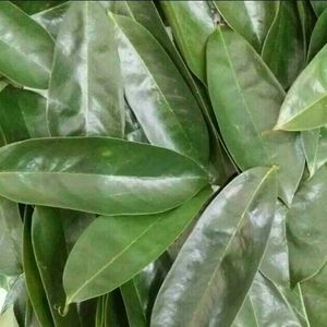 100% Hojas de Guanábana Pura Seca de Grado Culinario, Pétalos de Guanábana, Materiales Vegetales Crudos para Corporaciones de Comercio Multinacionales - Product Image 1