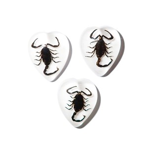 Scorpion noir, spécimen réel, cabochon en plastique, cœur 17x21 mm, fond plat blanc, pour artisanat et fabrication de bijoux - Product Image 4
