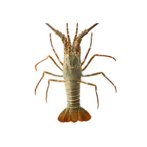 Langostas congeladas, mariscos de rico sabor para platos gourmet - Product Image 2